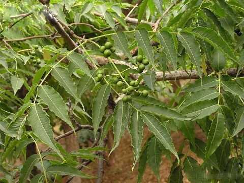 Phellodendron Amurense Extract 